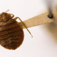 Illustration for article titled Mean Bed Bugs Are Determined to Ruin Your Vacation and Probably Your Whole Life